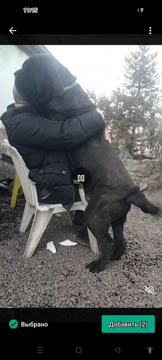 Щенки мастино наполетано