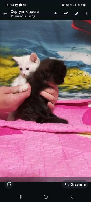 Отдам в добрые руки