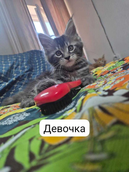 продам котят породы Мейн кун