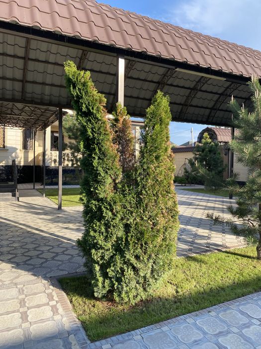 Туя Туи Туй Туиа