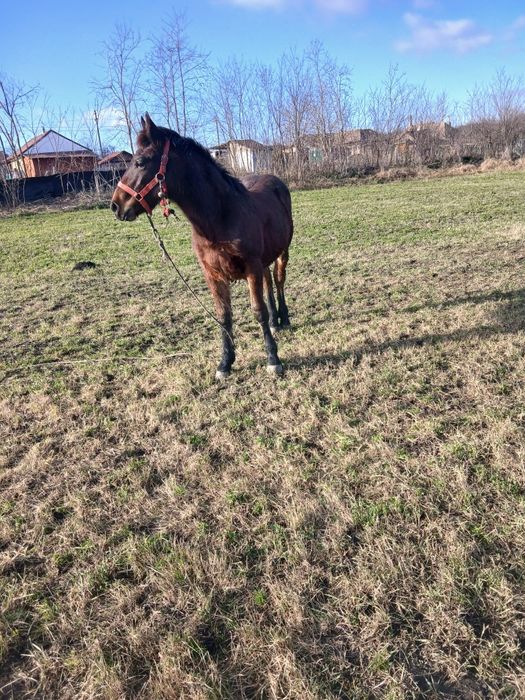 De vânzare mânz de 8 luni o făcut acum în 31 noiembrie
