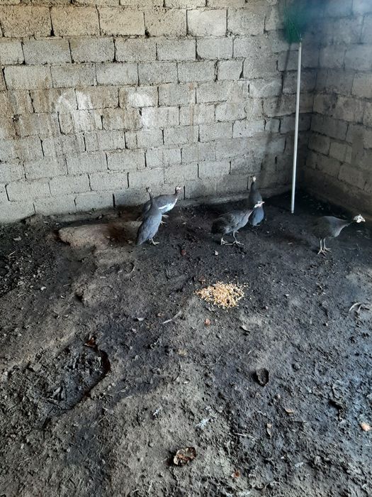 цесарка сатылады