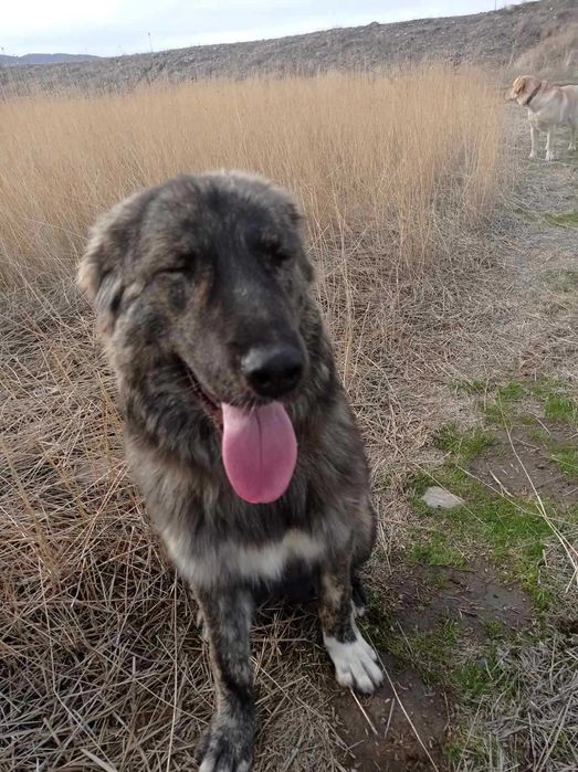 Безплатно женско куче