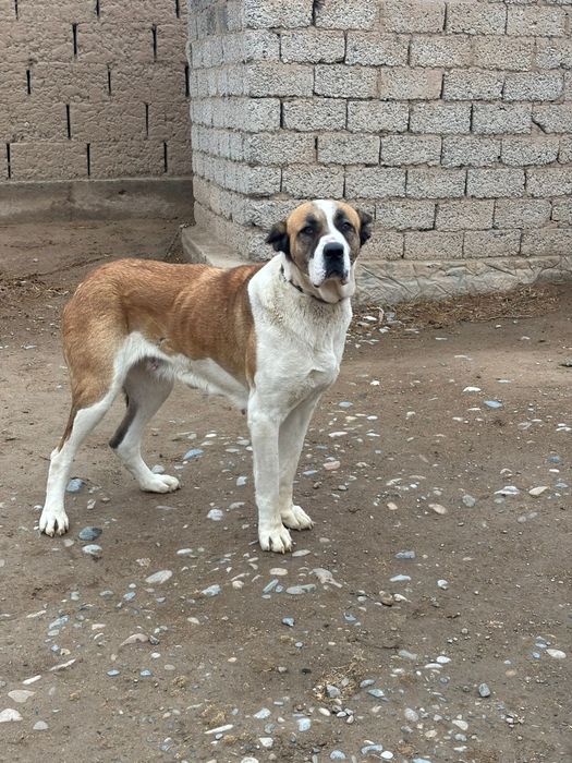 Собака Алабайййй