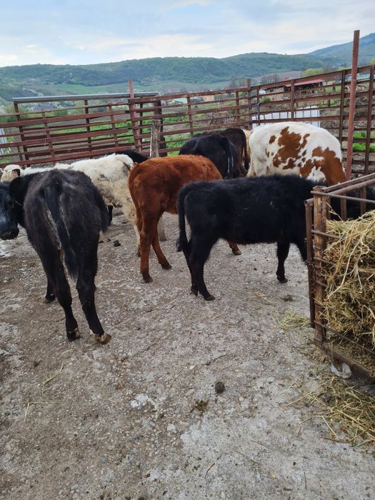 Viteii de vanzare intarcati