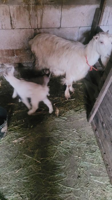 Vând o mânză sau schimb cu viței mai multe detalii la telfon