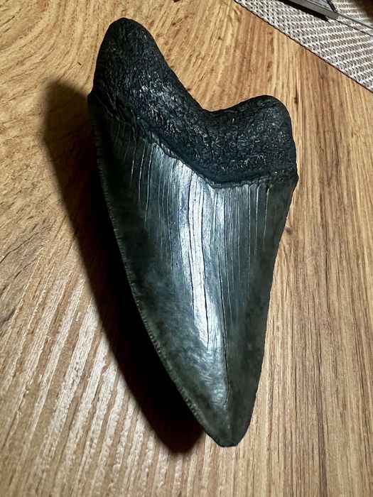 Dinte de Megalodon !!