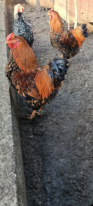 Vind  găini rasa wiandotte GSG  și australop