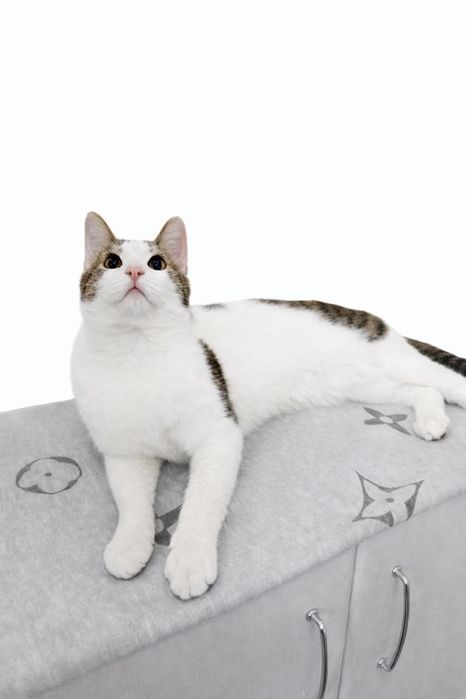 Молодой котик Гарри в семью