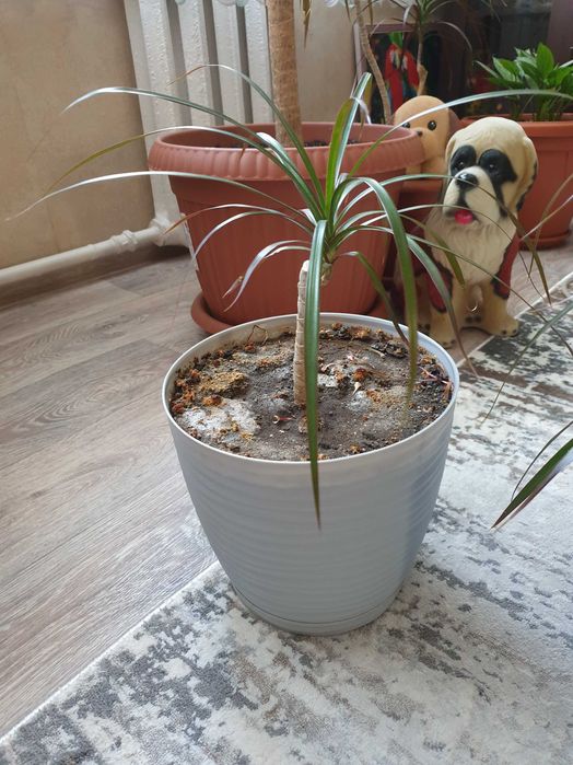 Растение Драцена