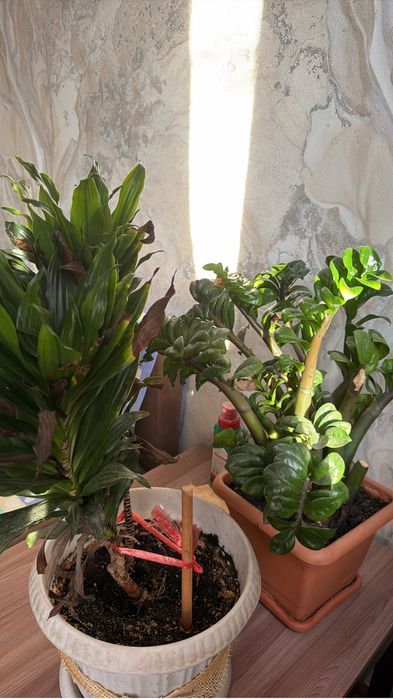 продам 2 растения