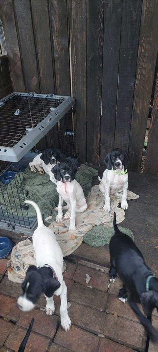 Catei English POINTER