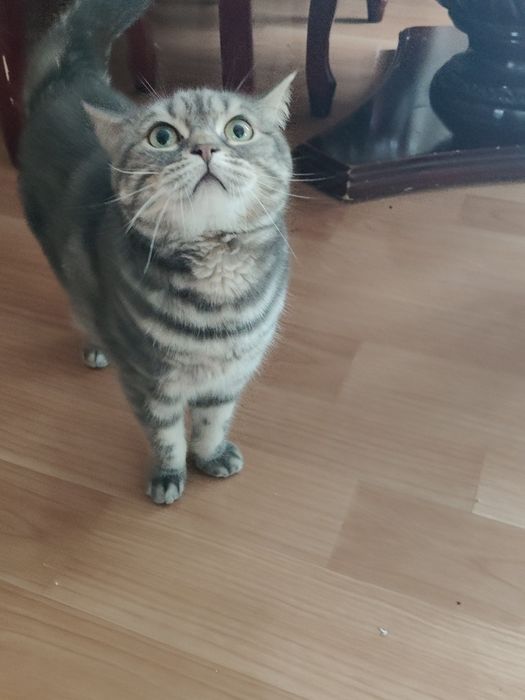 Продам.   Британку..