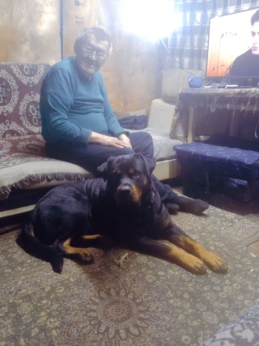 Вязка Ротвейлер кабель