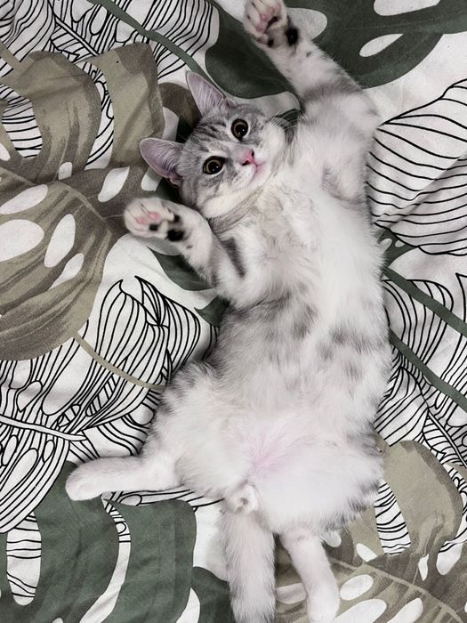 Отдам кота в хорошие руки
