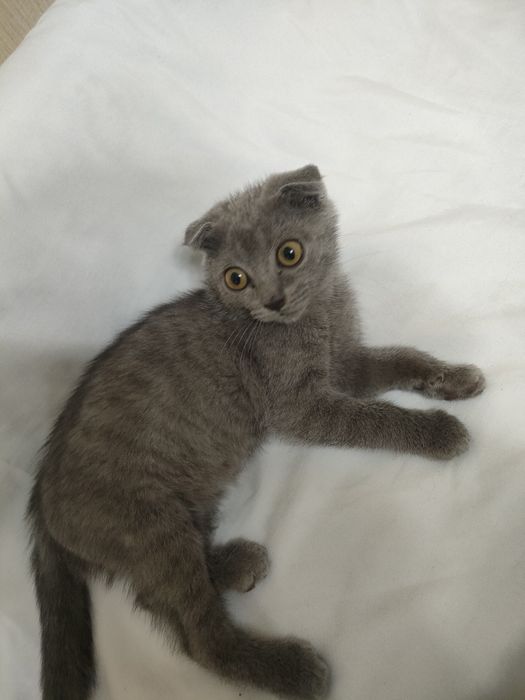 Продам котёнка Шотландская