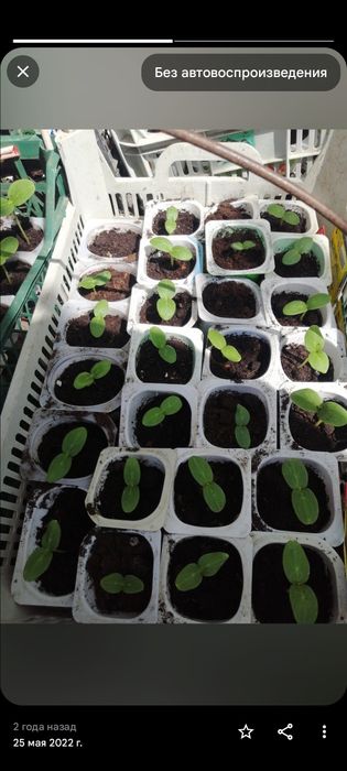 Продам рассаду разных сортов