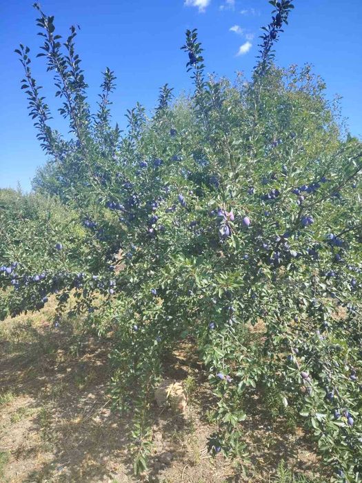 Продавам къща с дворно място в с. Царевци