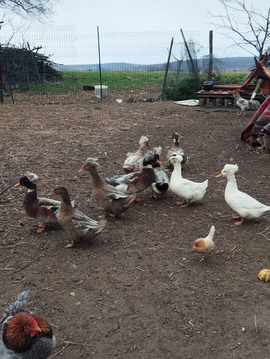 Vând rățoi cu moț