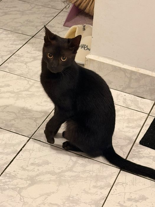 Pisică pt adopție