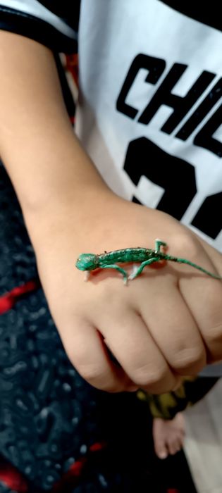 Малыш йеменского хамелеона