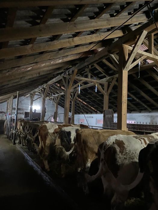 Vand 12 vaci de lapte