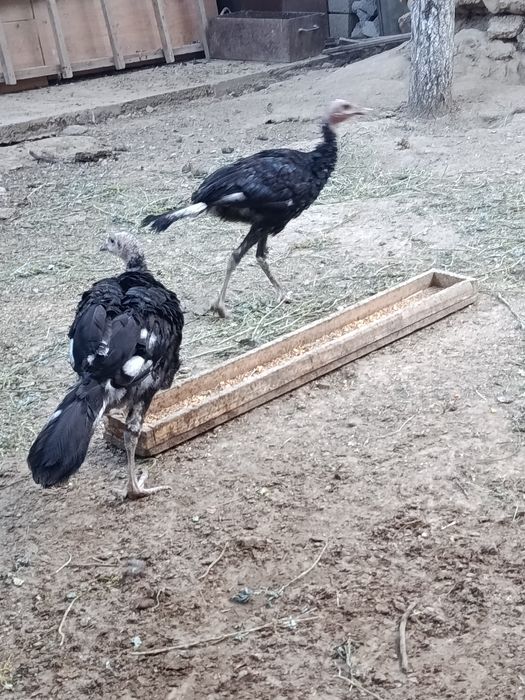 Индюки срочно продам