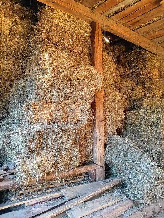 De vînzare baloți de timotei