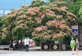 ОПТИМ Манзарали дарахт (Акация, Ипак дарахти Арча ) - 35 минг донаси