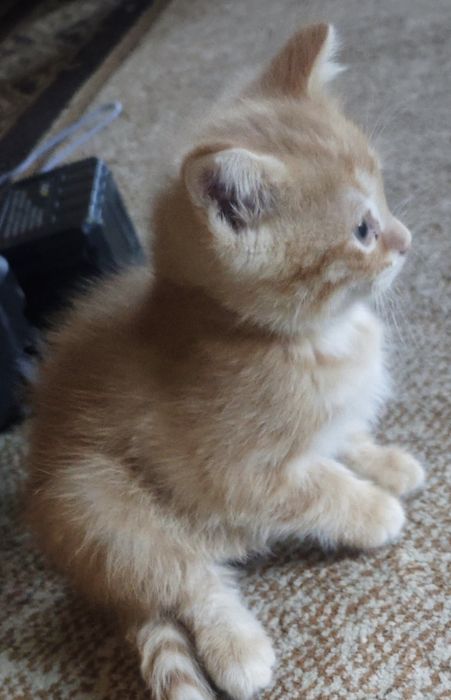 Котенок в добрые руки бесплатно