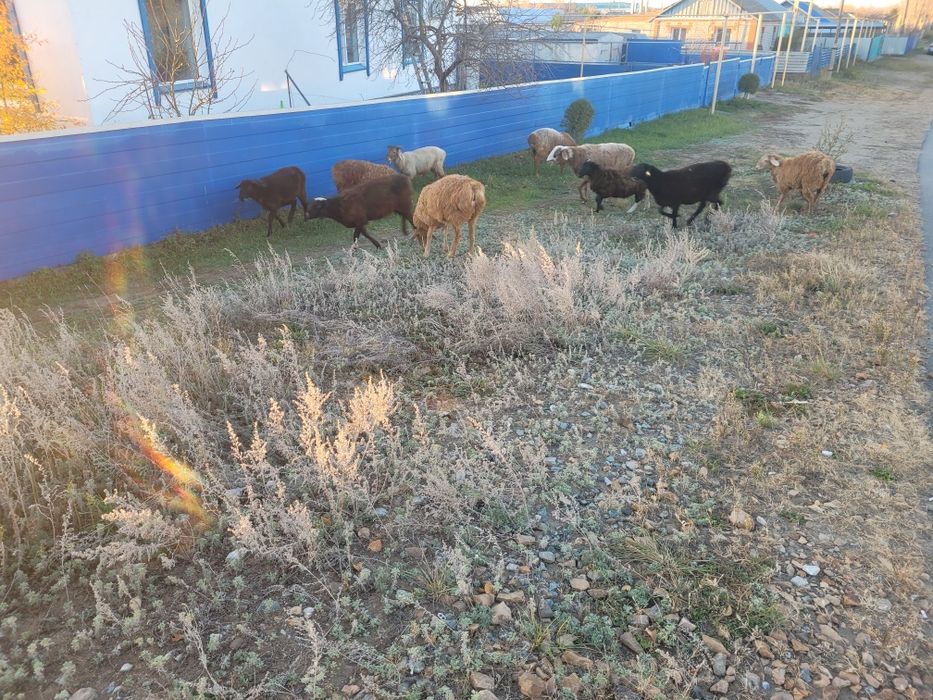 Продаю Баранов Оптом