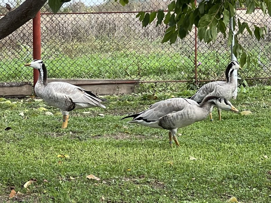 Gasca indiana mascul 2024