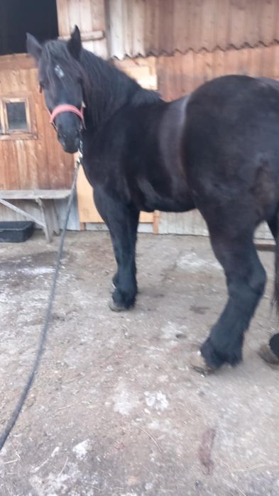 Vând mânză de doi ani jumate