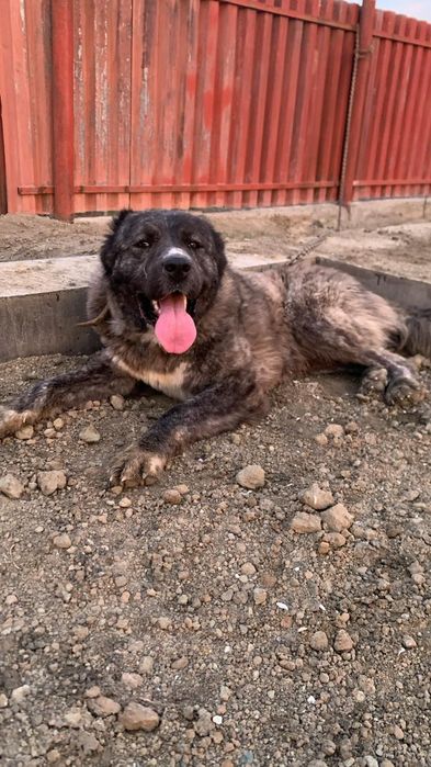 Алабай. Девочка.