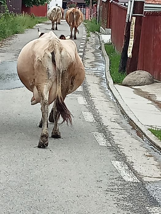 Vând vacuta bună de lapte și cuminte