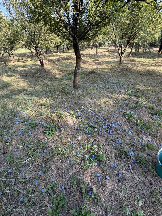 Vand Prune de tuică!