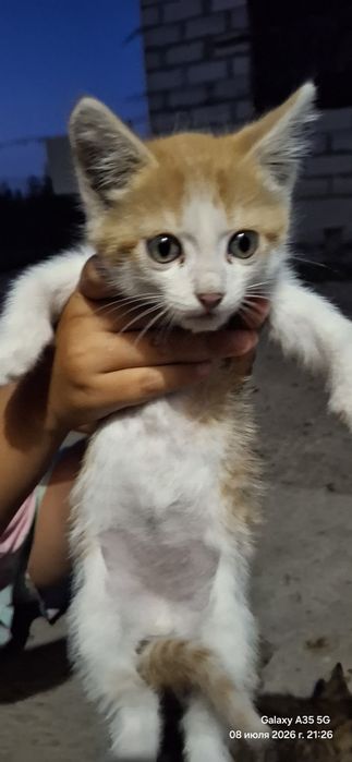 Отдадим котят бесплатно