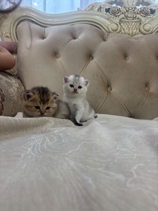Продается шотландские шиншиллы