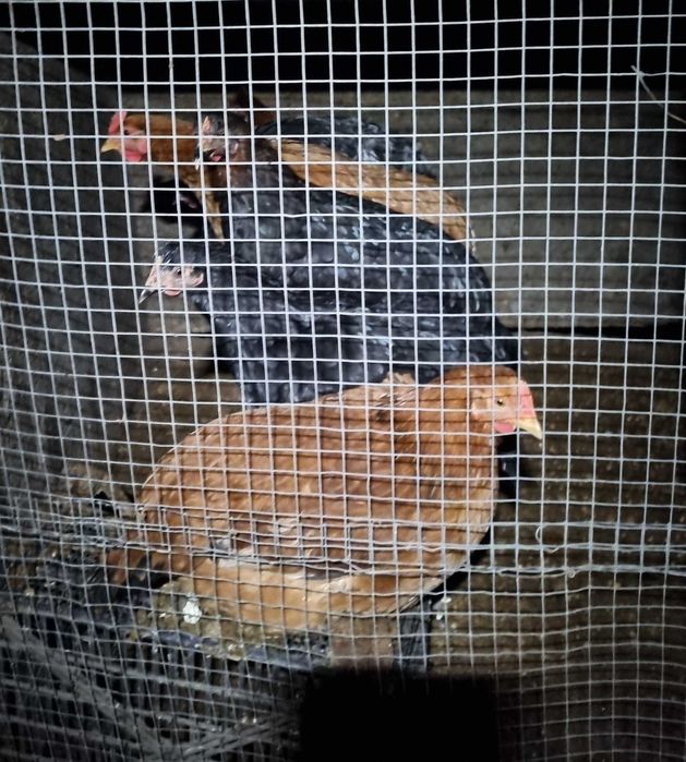 Schimb pasari de curte (gaini si rate) cu iedute, mielute sau cereale