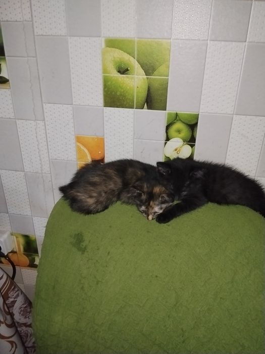 Отдам котят бесплатно