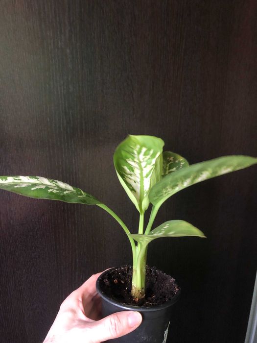 Plante ornamentale de apartament