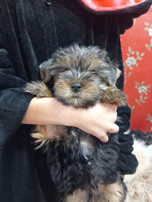 Готовы к продаже Йорки два мальча.