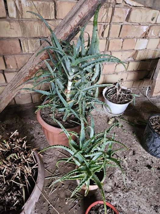 Алой ва алойвера гуллари