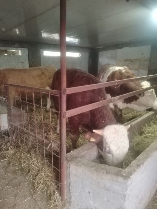 Vind viței între 300 și 800 kg