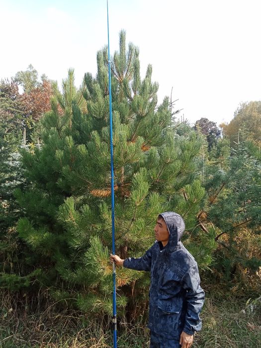 Сосны крымские обычные