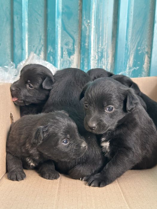 Отдам щенят в хорошие руки