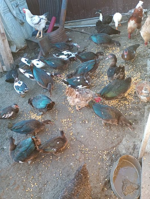 Rațe leșești tinere din luna mai