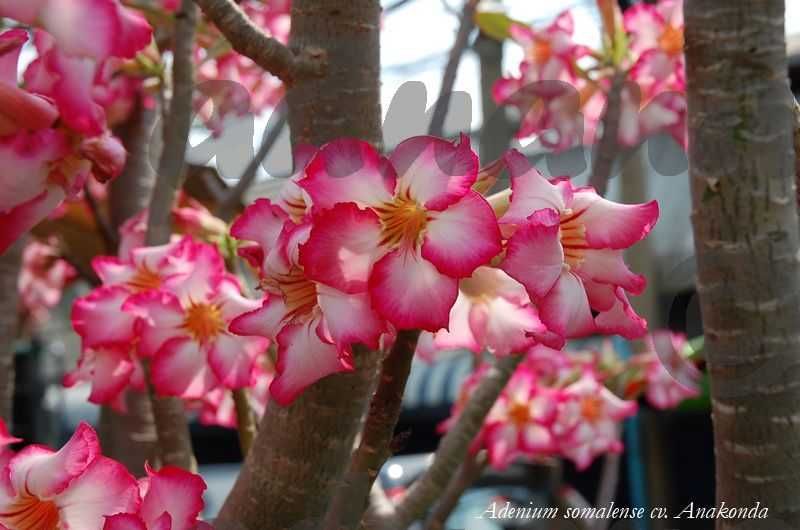 Plic 20 seminte Adenium obesum