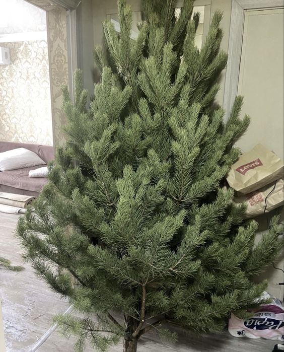 Сосна елка ель оптом