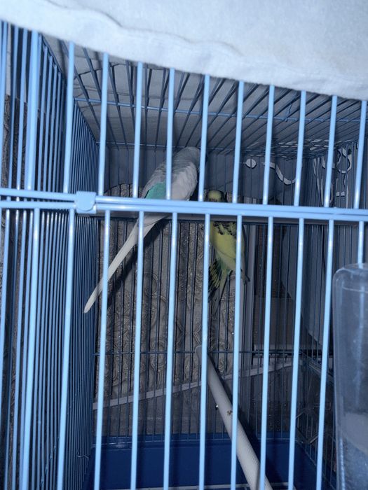 попугай девочка и мальчик 6 месецов